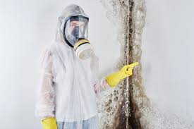 Best Environmental Consulting for Mold Prevention  in Louisville, OH